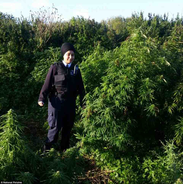 غابات حشيش بالقرب من جامعة جنوب لندن watan.com