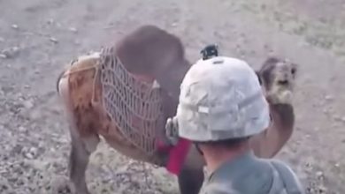ماذا فعل جمل أفغاني بجندي أمريكي watan.com