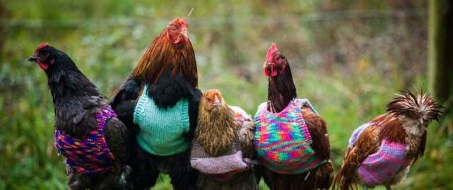 بريطانية تحيك أزياء خاصة لحماية الدجاج من البرد
