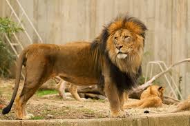 أسد watan.com