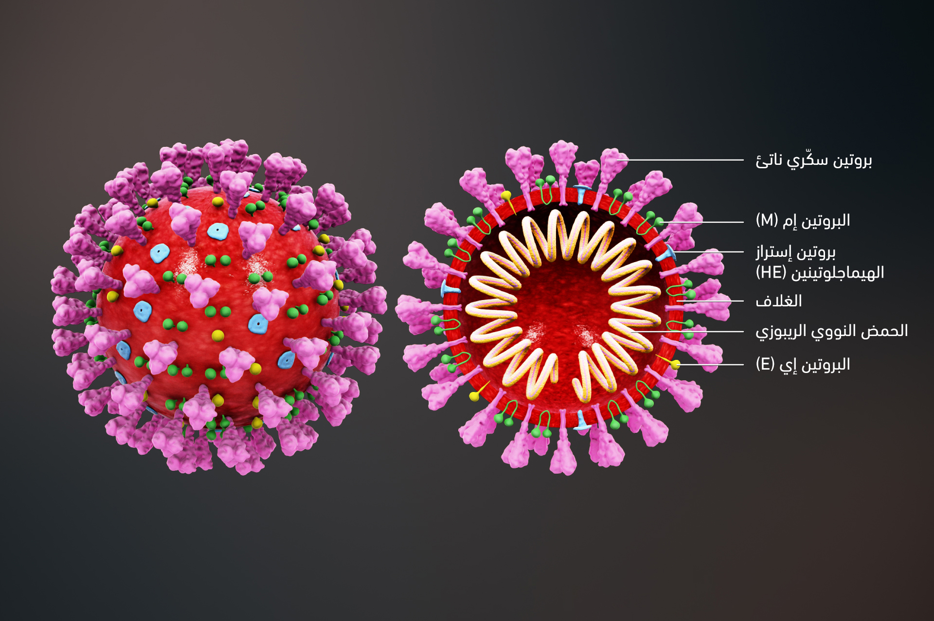 Ar 3D medical animation coronavirus structure Bigger Size