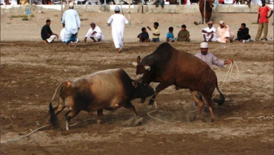 زكريا المحرمي يثير الجدل بإنتقاد حظر مصارعة الثيران watan.com